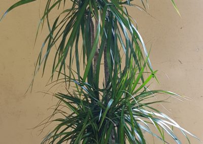 bouquets fleurs arrangements location plantes boutiques entreprise lausanne bussigny crissier