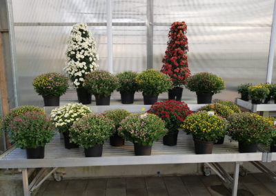 arrangements floraux et bouquets automne