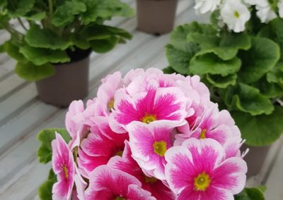 2creation bouquets arrangement floraux printemps lausanne