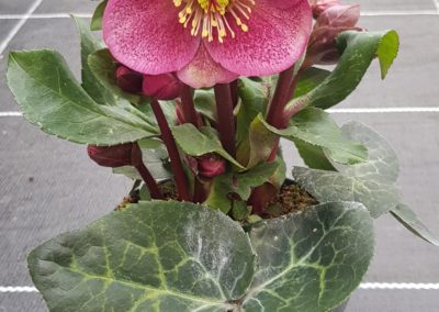 creation bouquets hiver lausanne