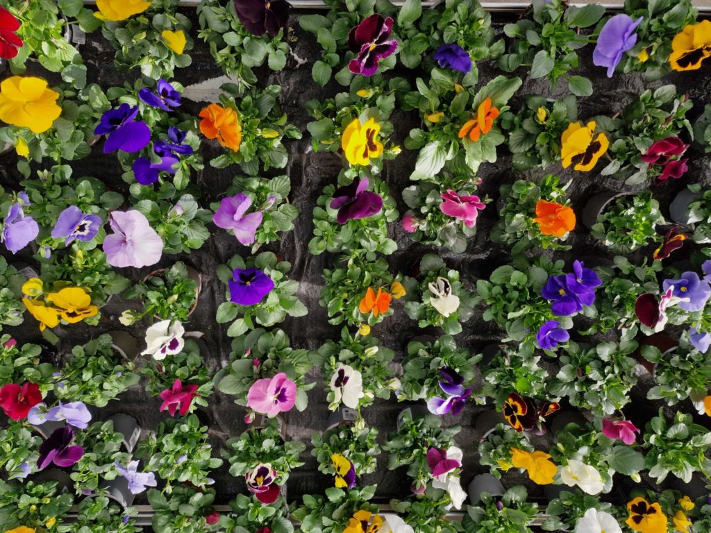 fleuriste jardinerie lausanne cheseaux