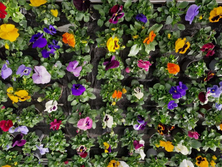 fleuriste jardinerie lausanne cheseaux